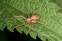 Philodromus_aureolus_D4979_Z_89_Les Gris_Frankrijk